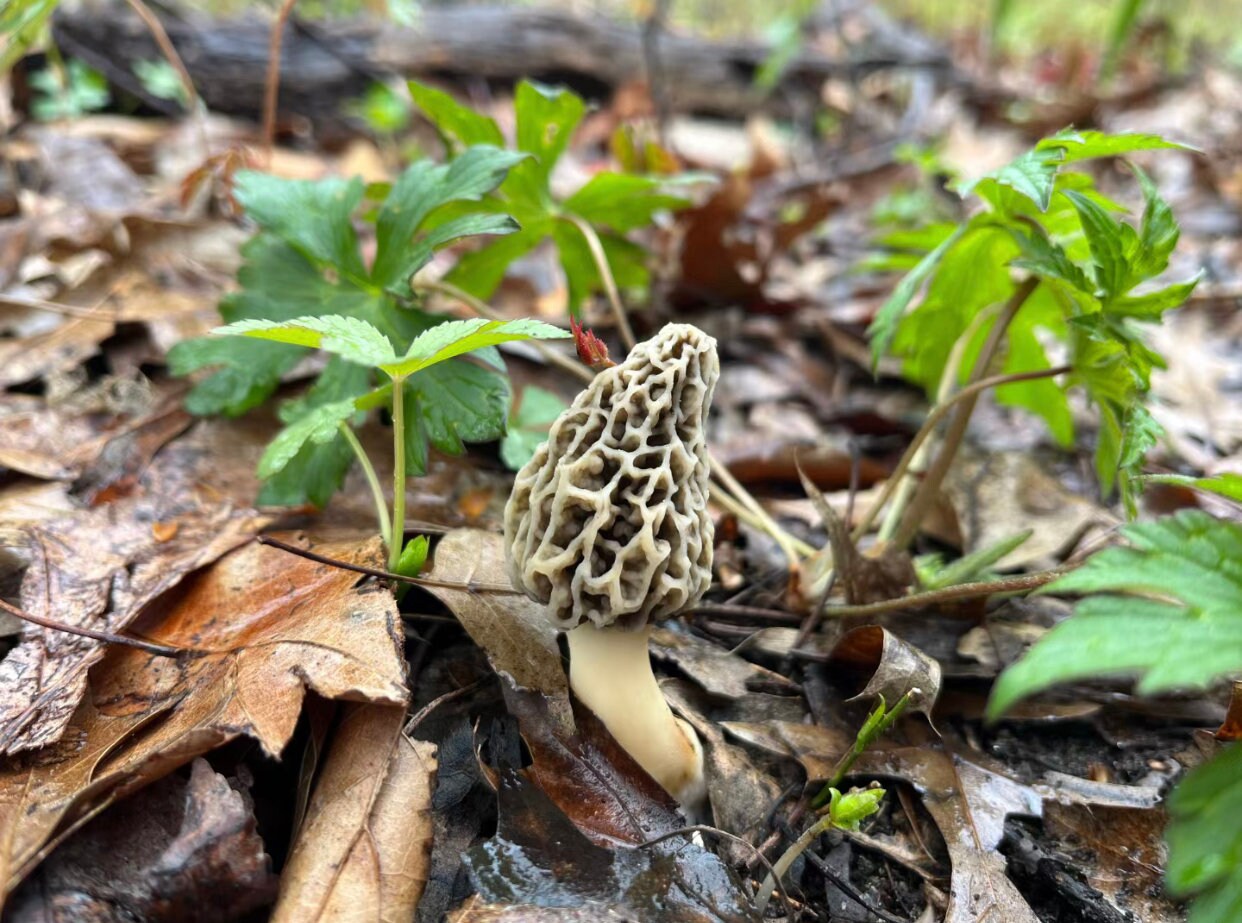 Dried Morel Mushrooms | Canadian Dried Mushrooms | Wild Crafted  |  25g | 0.88Oz