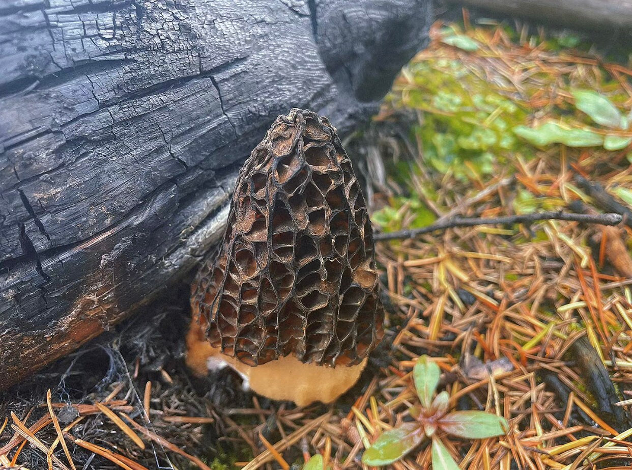 Dried Morel Mushrooms | Canadian Dried Mushrooms | Wild Crafted  |  25g | 0.88Oz